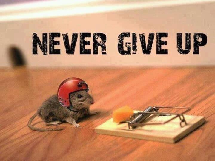 Never Give Up Mouse in front of trap